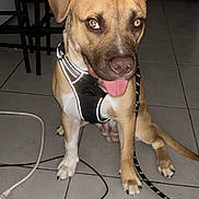 Luciano a rejoint le concours — aidez-le/la à gagner de superbes lots ! dog, indoor, floor, tile, harness, leash, ear_flop, tongue_out, pet, animal, brown, white_paws, sitting, happy, canine, domestic, cute, household, stool, cable