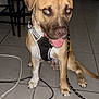 dog, indoor, floor, tile, harness, leash, ear_flop, tongue_out, pet, animal, brown, white_paws, sitting, happy, canine, domestic, cute, household, stool, cable