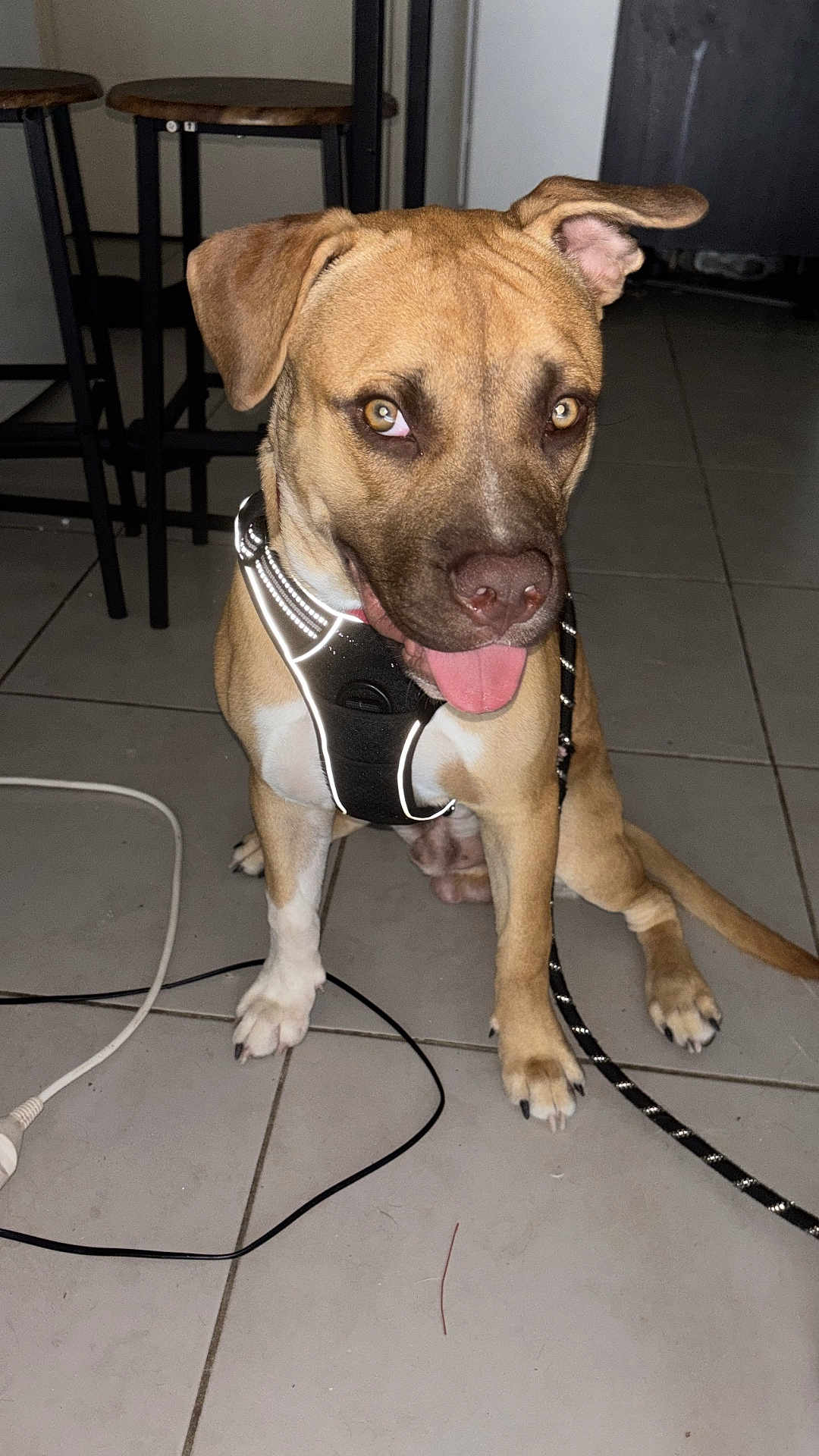 Luciano a rejoint le concours — aidez-le/la à gagner de superbes lots ! dog, indoor, floor, tile, harness, leash, ear_flop, tongue_out, pet, animal, brown, white_paws, sitting, happy, canine, domestic, cute, household, stool, cable