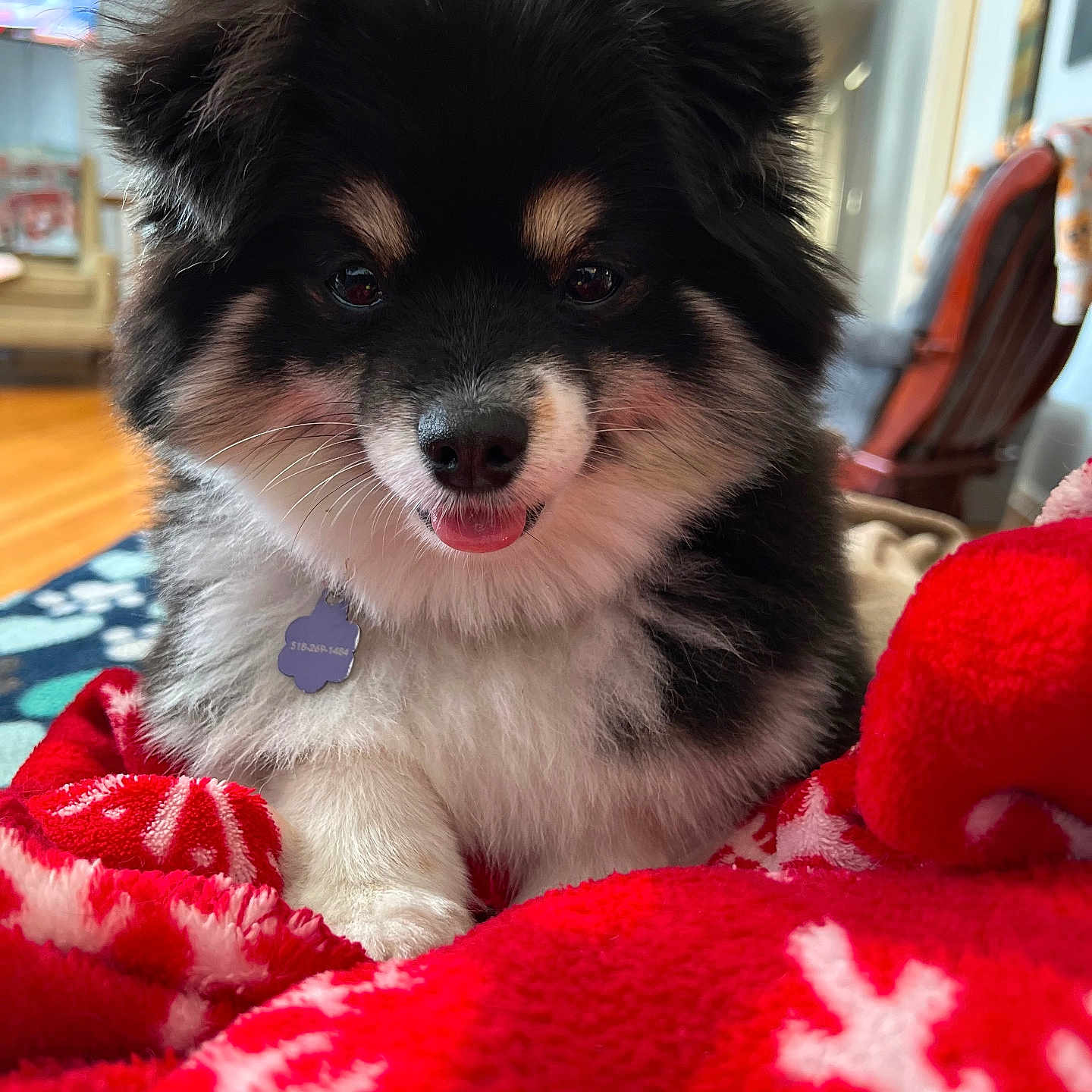 Daisy joined the competition — help win amazing prizes! animal, black_and_white, blanket, chair, christmas_tree, cozy, cute, decor, dog, fluffy, furniture, holiday, indoor, pet_tag, portrait, puppy, red, snowflake_pattern, tongue_out, wooden_floor