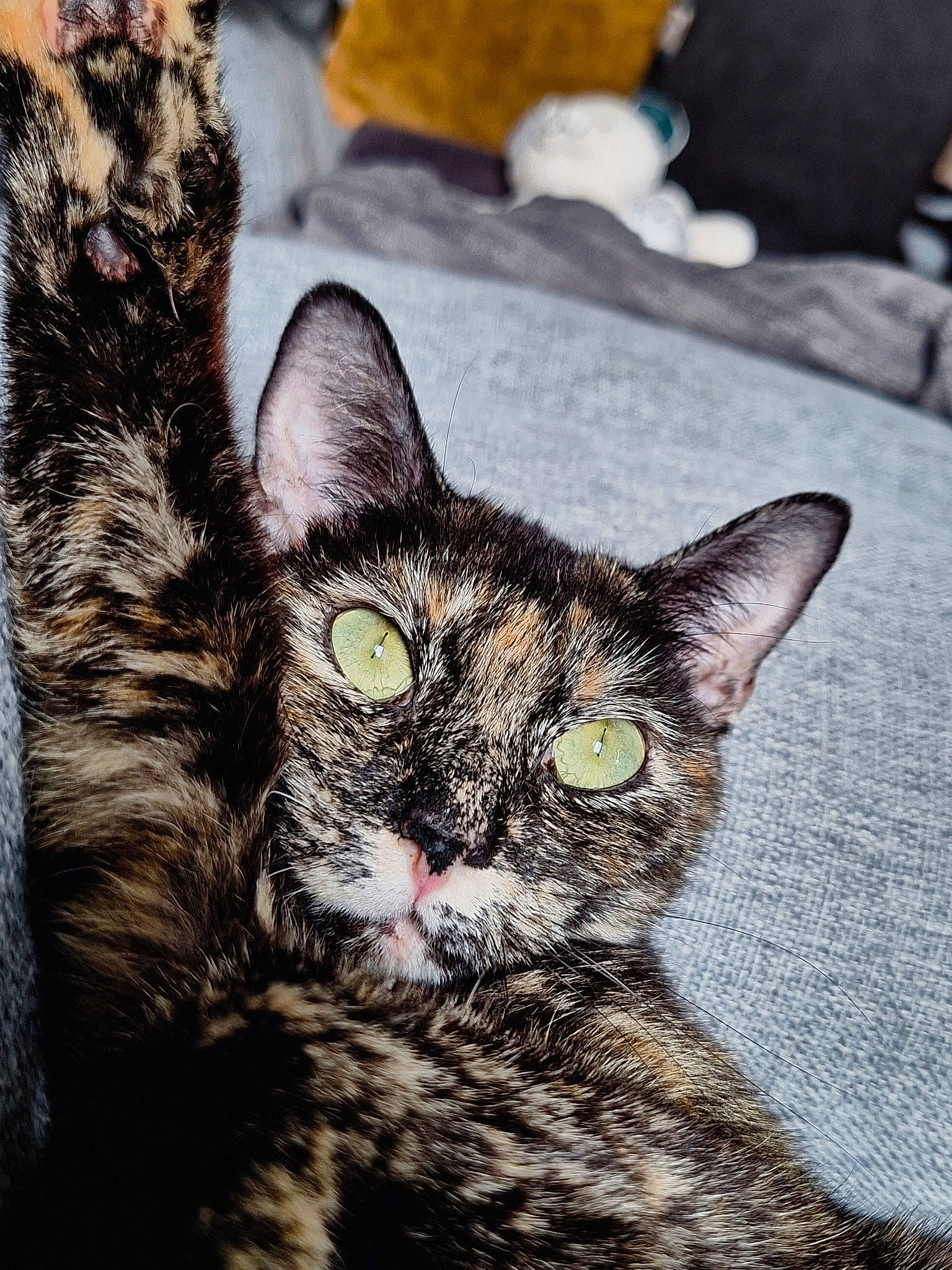 Soka a rejoint le concours — aidez-le/la à gagner de superbes lots ! art, carnivore, cat, claw, domestic_short_haired_cat, felidae, fur, grass, paw, small_to_medium_sized_cats, snout, terrestrial_animal, tree, visual_arts, whiskers, wildlife