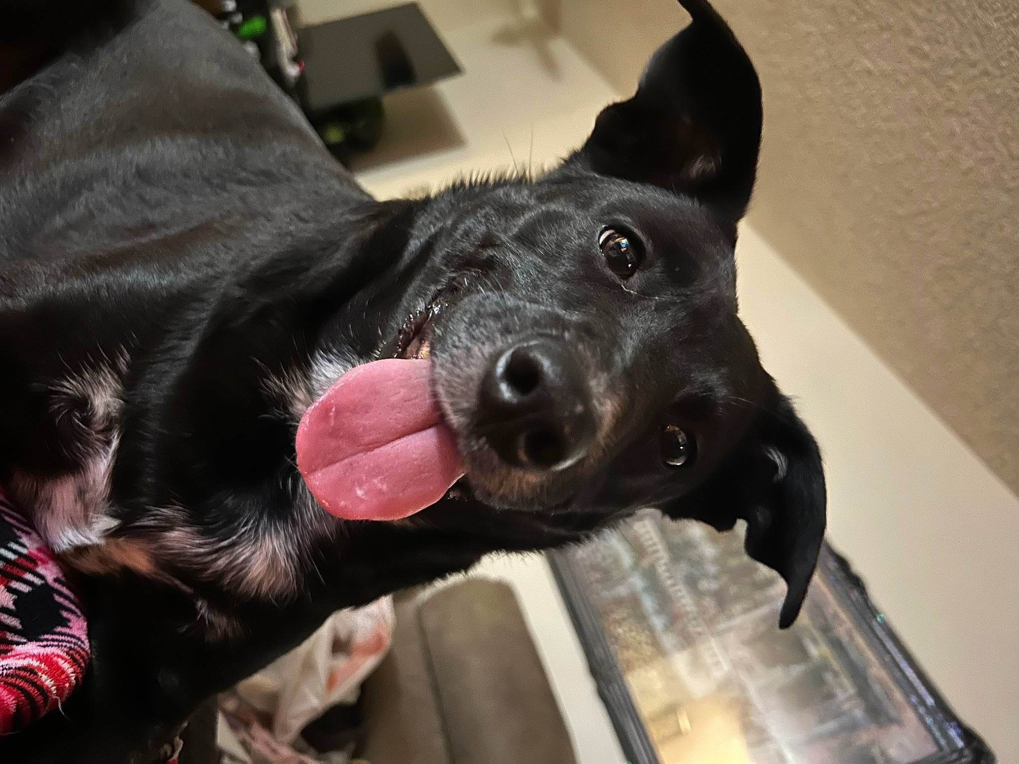 Samantha is registered to the contest to win money with this photo: borador, canidae, carnivore, claw, collar, companion_dog, dog, dog_breed, dog_collar, ear, fur, gesture, guard_dog, paw, sculpture, snout, sporting_group, tail, whiskers, working_animal