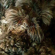 Cysko a rejoint le concours — aidez-le/la à gagner de superbes lots ! affenpinscher, bolonka, cairn_terrier, carnivoran, cockapoo, dog, dog_breed, dog_breed_group, dog_like_mammal, fur, havanese, miniature_schnauzer, schnauzer, schnoodle, small_terrier, snout, terrier, tibetan_terrier