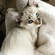 Mimi is registered to the contest to win money with this photo: cat, blue_eyes, fluffy, white_fur, gray_fur, pet, animal, close_up, indoor, blanket, texture, soft, curious, feline, looking_back, cute, cozy, resting, whiskers, ears