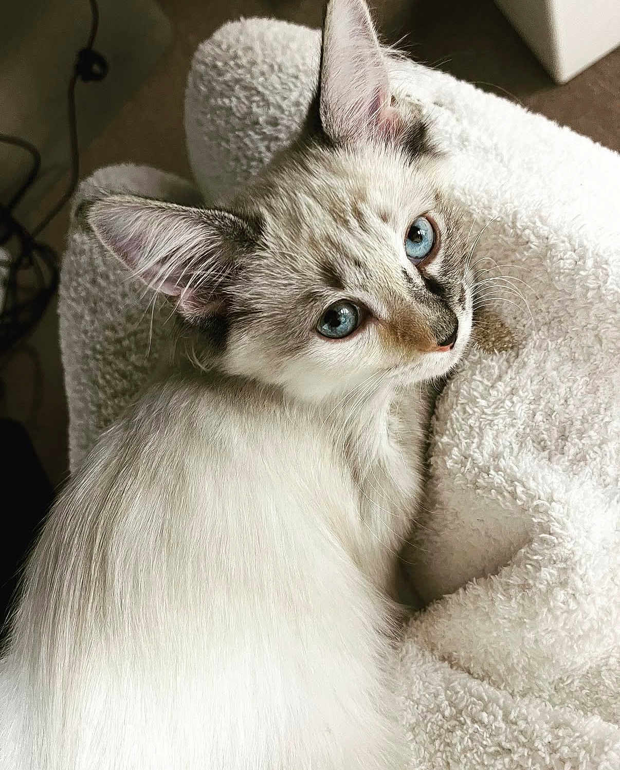 Mimi is registered to the contest to win money with this photo: cat, blue_eyes, fluffy, white_fur, gray_fur, pet, animal, close_up, indoor, blanket, texture, soft, curious, feline, looking_back, cute, cozy, resting, whiskers, ears