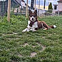 Myra participe au concours pour gagner de l'argent avec cette photo : animal, blue_eyes, canine, collar, dog, domestic_animal, fence, garden, grass, house, husky, mammal, nature, outdoor, pet, portrait, resting, sky, sunset, yard