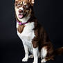 alert, animal, black_background, blue_eyes, brown_and_white_fur, canine, collar, dog, domestic_animal, ears_up, fur, happy, isolated, looking_at_camera, mammal, pet, portrait, sitting, studio, tongue_out