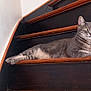 Souki a rejoint le concours — aidez-le/la à gagner de superbes lots ! cat, tabby, gray_cat, indoor, staircase, wood, relaxed, pet, animal, feline, alert, ears, whiskers, fur, home, resting, stairs, domestic_cat, side_view, quiet