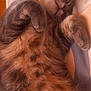 animal, bed, blanket, cat, closeup, cozy, cute, domestic_cat, fluffy, fur, indoor, mammal, paws, pet, relaxed, resting, sleeping, soft, tabby, whiskers