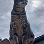 Souki a rejoint le concours — aidez-le/la à gagner de superbes lots ! cat, tabby, animal, pet, outdoor, sky, cloudy, ledge, feline, whiskers, ears, paws, fur, sitting, portrait, gray, mammal, domestic, nature, calm