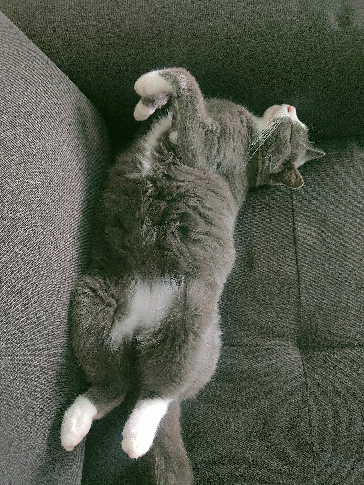 Winny participe au concours pour gagner de l'argent avec cette photo : art, carnivore, cat, cat_toy, claw, comfort, domestic_short_haired_cat, felidae, flooring, foot, fur, gesture, grey, monochrome, monochrome_photography, paw, small_to_medium_sized_cats, snout, tail, whiskers