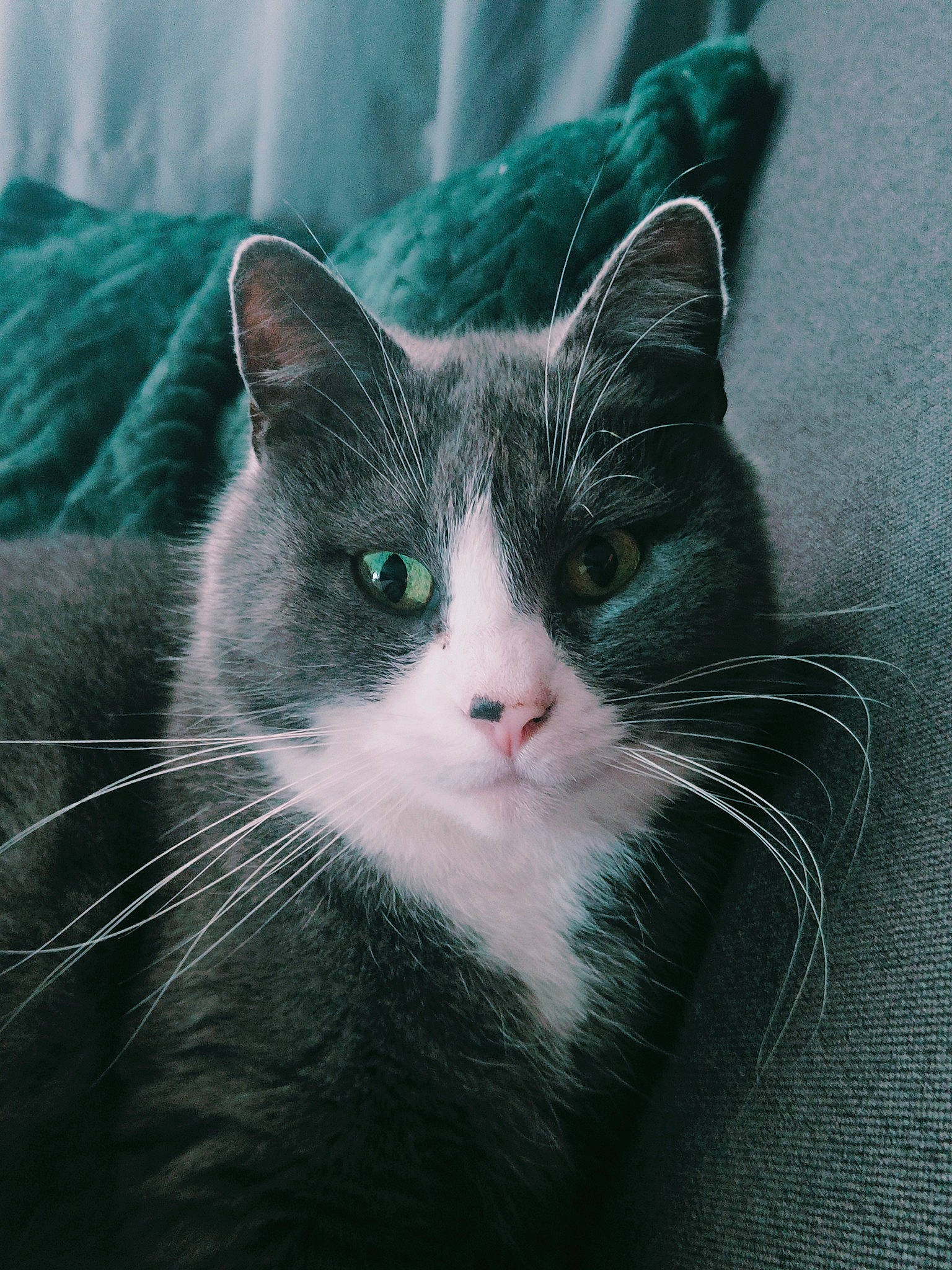 Winny participe au concours pour gagner de l'argent avec cette photo : art, carnivore, cat, domestic_short_haired_cat, eye, felidae, fur, grass, grey, human_body, monochrome, monochrome_photography, paw, sitting, small_to_medium_sized_cats, snout, tail, tree, whiskers, window