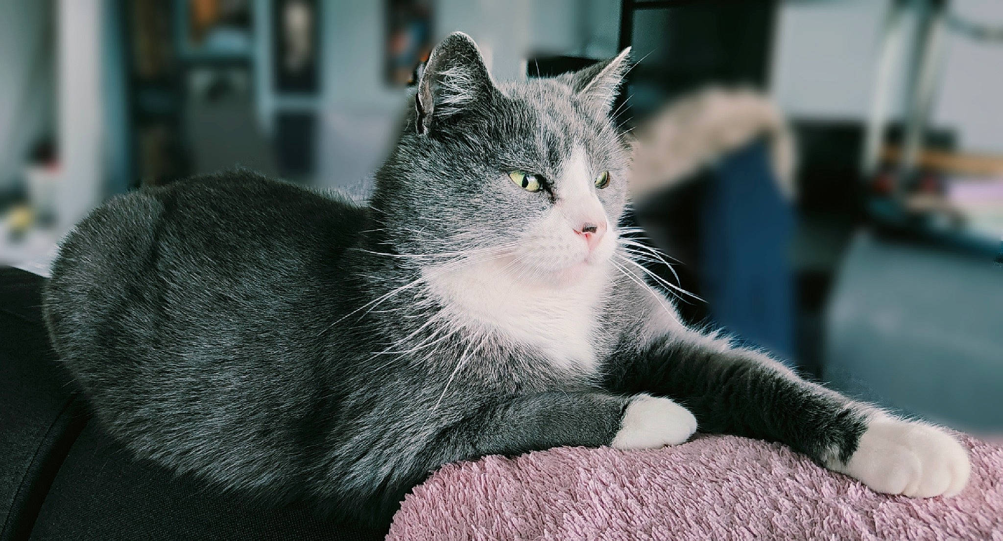 Winny participe au concours pour gagner de l'argent avec cette photo : black_cat, carnivore, cat, claw, domestic_short_haired_cat, felidae, fur, grey, paw, russian_blue, sitting, small_to_medium_sized_cats, tail, whiskers, window