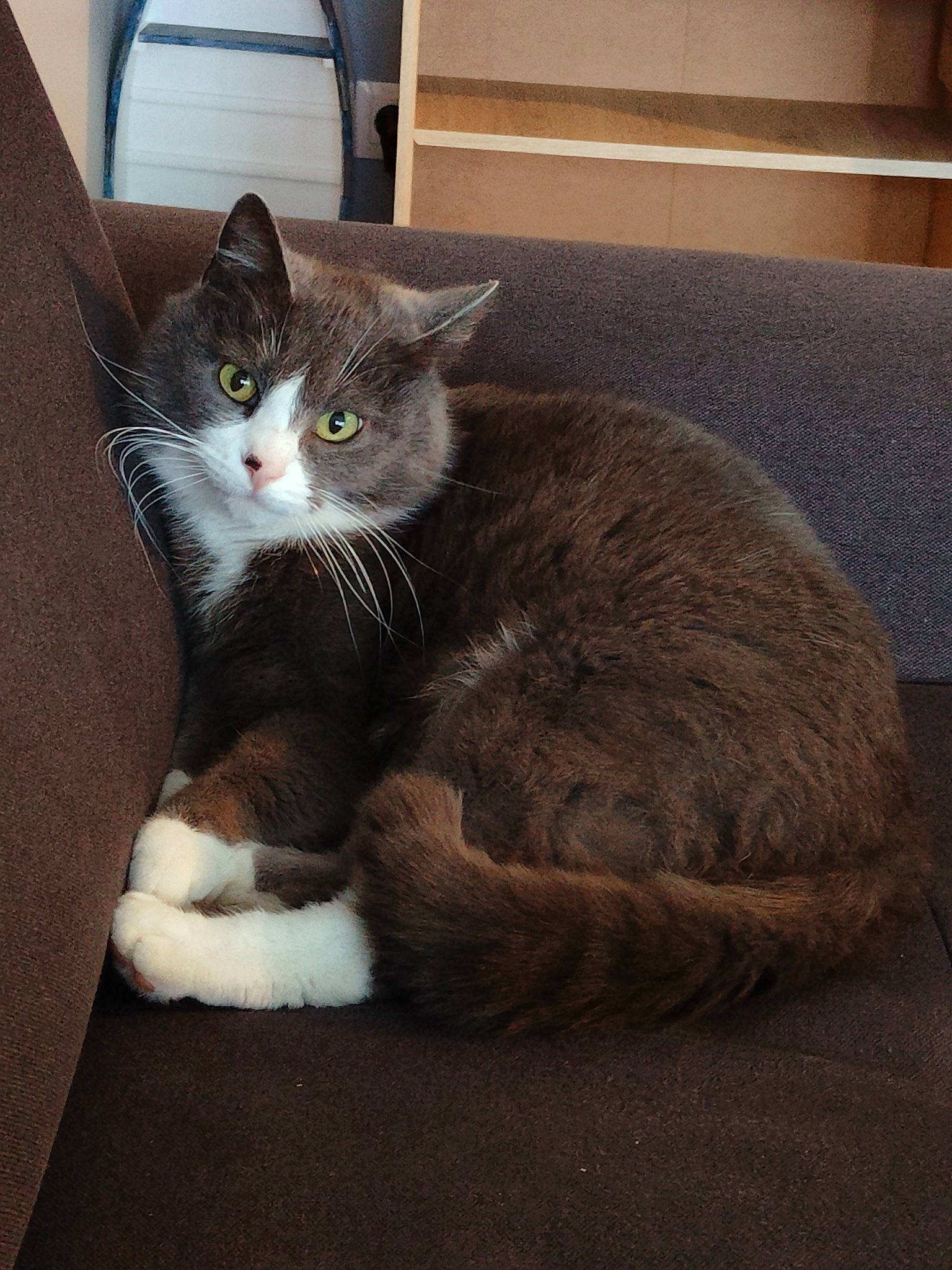 Winny a rejoint le concours — aidez-le/la à gagner de superbes lots ! box, carnivore, cat, cat_furniture, cat_supply, claw, comfort, domestic_short_haired_cat, felidae, fur, grey, hardwood, paw, sitting, small_to_medium_sized_cats, snout, tail, whiskers, window, wood