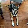dog, animal, indoor, wooden_floor, chair, pet, canine, fur, ears, paws, looking, brown, black, tan, floor, household, relaxed, laying, domestic, companion