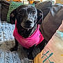 dog, black_dog, hoodie, pink_clothing, pet, indoor, couch, blanket, pillow, cozy, kitchen, window, curtains, furniture, animal, companion, fur, ears, eyes, home