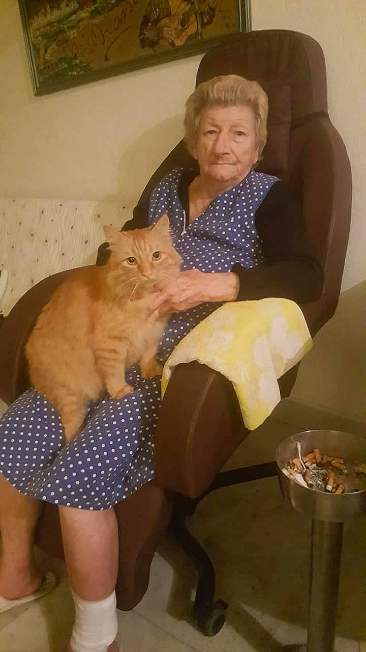 Horacio participe au concours pour gagner de l'argent avec cette photo : carnivore, cat, chair, comfort, companion_dog, domestic_short_haired_cat, fawn, felidae, fur, hair, human_leg, knee, lap, leg, mammal, organ, sitting, small_to_medium_sized_cats, thigh, whiskers