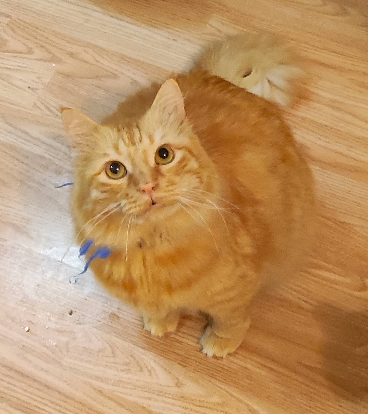 Horacio a rejoint le concours — aidez-le/la à gagner de superbes lots ! carnivore, cat, fawn, felidae, flooring, fur, hardwood, laminate_flooring, paw, plank, plywood, small_to_medium_sized_cats, snout, tail, terrestrial_animal, varnish, whiskers, wood, wood_flooring, wood_stain