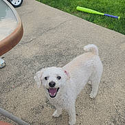 Rolly is registered to the contest to win money with this photo: dog, white_dog, curly_fur, smiling_dog, outdoor, patio, grass, toy_bat, kiddie_pool, pink_toy_car, table, person_leg, summer, happy_pet, playful, concrete, greenery, daylight, pet, backyard