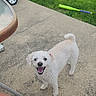 dog, white_dog, curly_fur, smiling_dog, outdoor, patio, grass, toy_bat, kiddie_pool, pink_toy_car, table, person_leg, summer, happy_pet, playful, concrete, greenery, daylight, pet, backyard
