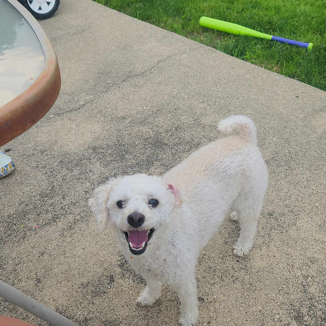 Rolly is registered to the contest to win money with this photo: dog, white_dog, curly_fur, smiling_dog, outdoor, patio, grass, toy_bat, kiddie_pool, pink_toy_car, table, person_leg, summer, happy_pet, playful, concrete, greenery, daylight, pet, backyard
