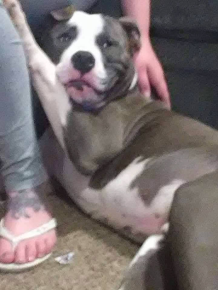 Hoss joined the competition — help win amazing prizes! bored, boston_terrier, canidae, carnivore, comfort, companion_dog, dog, dog_breed, fawn, foot, fur, human_leg, non_sporting_group, paw, puppy_love, snout, sporting_group, toy_dog, whiskers, working_animal