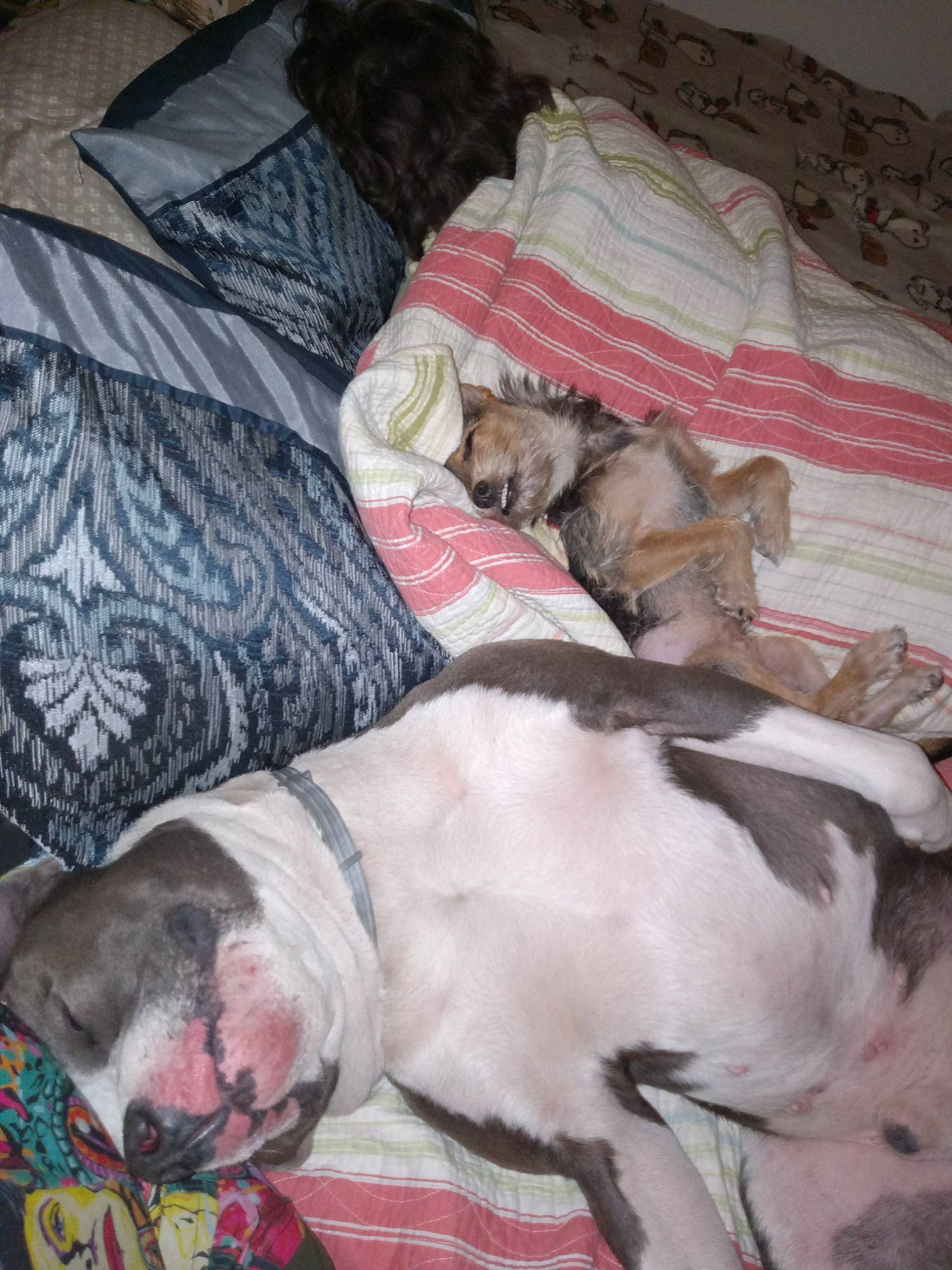 Hoss joined the competition — help win amazing prizes! art, bed_sheet, bedding, blanket, carnivore, comfort, companion_dog, couch, dog, dog_breed, duvet, fur, linens, nap, pattern, pillow, room, sporting_group