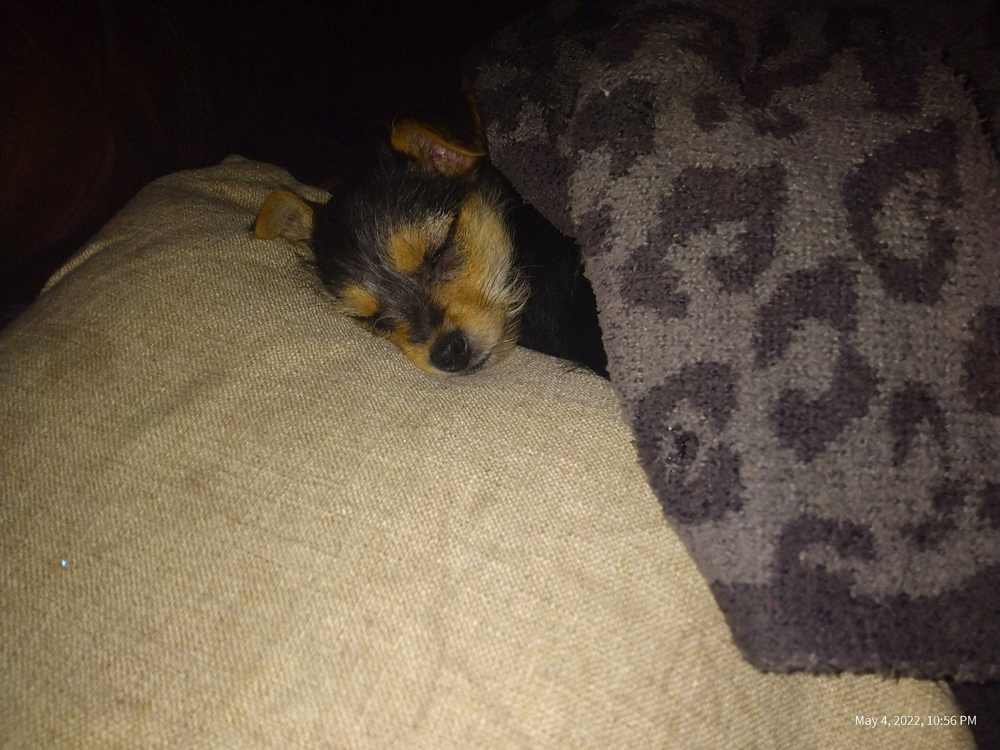 Indica joined the competition — help win amazing prizes! brown, carnivore, comfort, companion_dog, dog, dog_breed, duvet, fawn, felidae, flooring, fur, linens, nap, pattern, paw, small_to_medium_sized_cats, snout, terrestrial_animal, toy_dog, whiskers