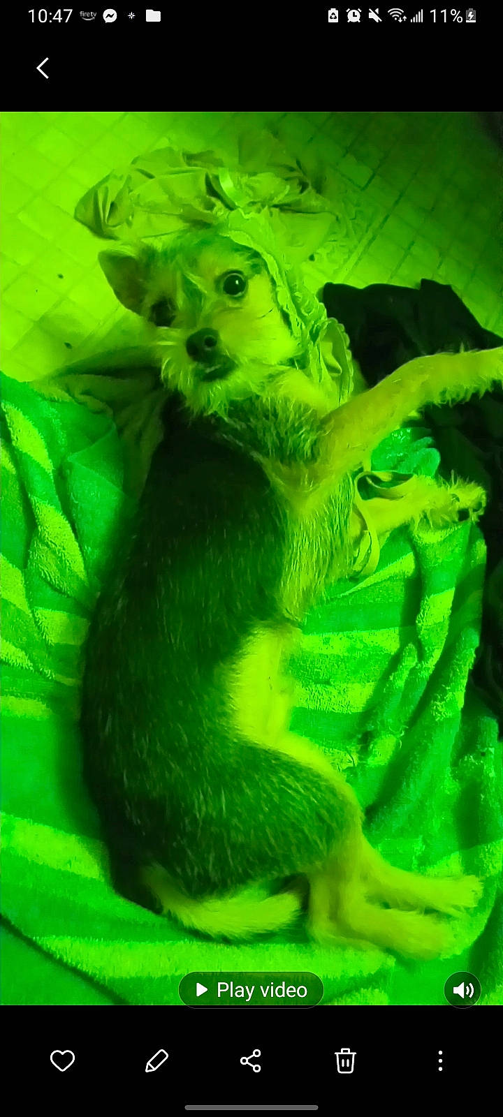 Indica joined the competition — help win amazing prizes! art, claw, fawn, fur, grass, jungle, macro_photography, snout, tail, terrestrial_animal, terrestrial_plant, trunk, whiskers, wildlife