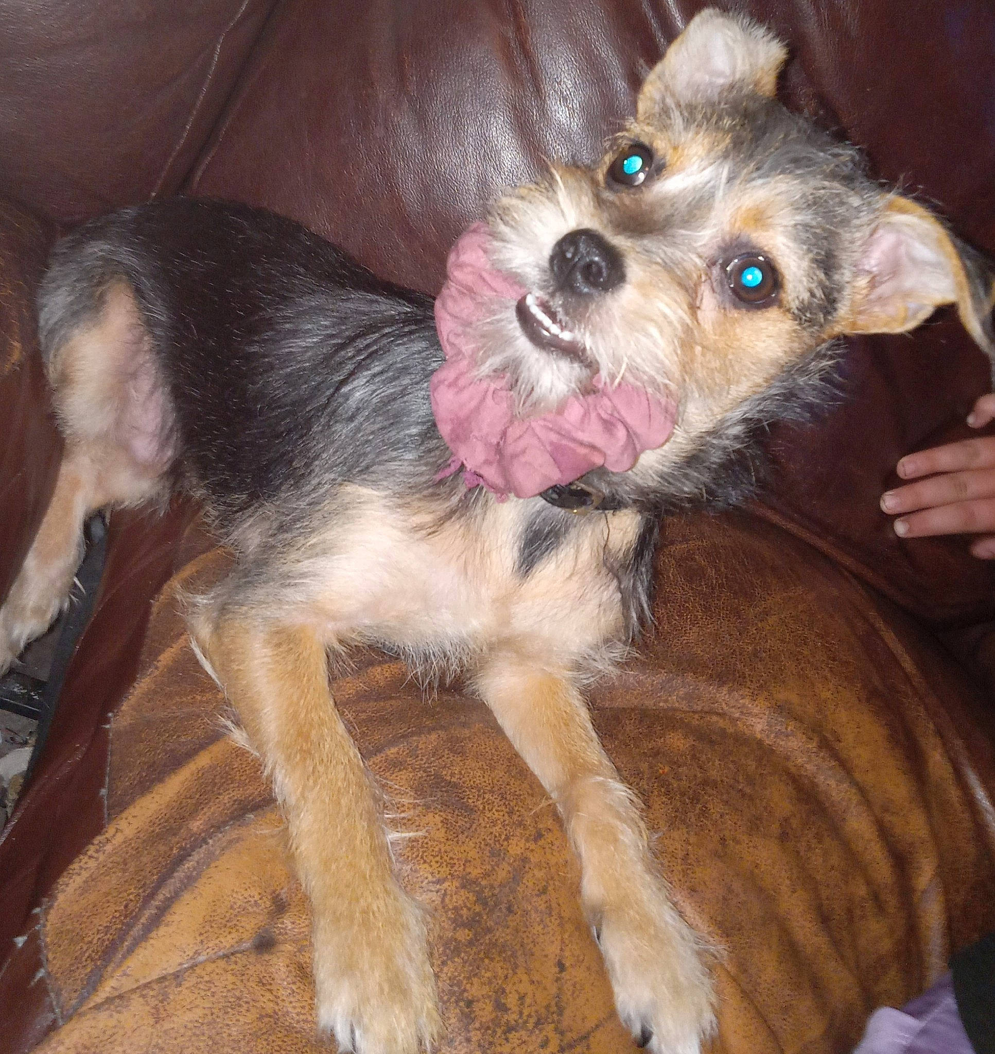 Indica is registered to the contest to win money with this photo: canidae, carnivore, companion_dog, dog, dog_breed, dog_supply, ear, fawn, fur, liver, paw, puppy, puppy_love, small_terrier, sporting_group, terrier, toy_dog, whiskers, working_animal, yorkipoo