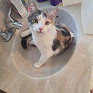 Peaches is registered to the contest to win money with this photo: cat, kitten, calico, sink, bathroom, faucet, countertop, pet, whiskers, ears, eyes, white, curious, indoor, grooming_bottle, toiletries, sitting, portrait, closeup, shiny