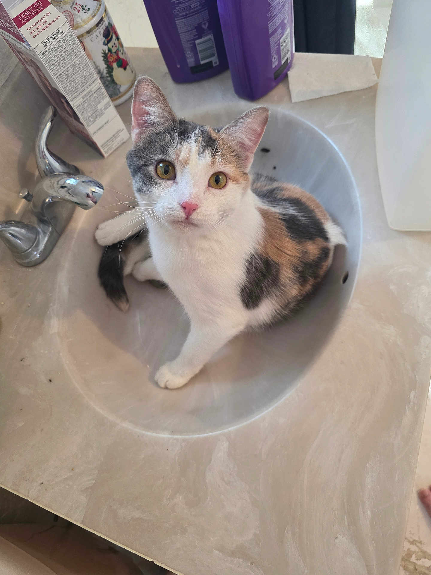Peaches is registered to the contest to win money with this photo: cat, kitten, calico, sink, bathroom, faucet, countertop, pet, whiskers, ears, eyes, white, curious, indoor, grooming_bottle, toiletries, sitting, portrait, closeup, shiny