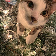 Tux is registered to the contest to win money with this photo: cat, closeup, christmas_tree, holiday_lights, frosted_branches, curious, pet, whiskers, indoor, festive, animal, cute, face, tree, greenery, white, decorations, eyes, feline, playful