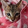 Tiggy The Tiger joined the competition — help win amazing prizes! animal, cat, close_up, cozy, cute, ears, eyes, face, fur, indoor, kitten, pet, pink, portrait, resting, snug, soft, texture, towel, young