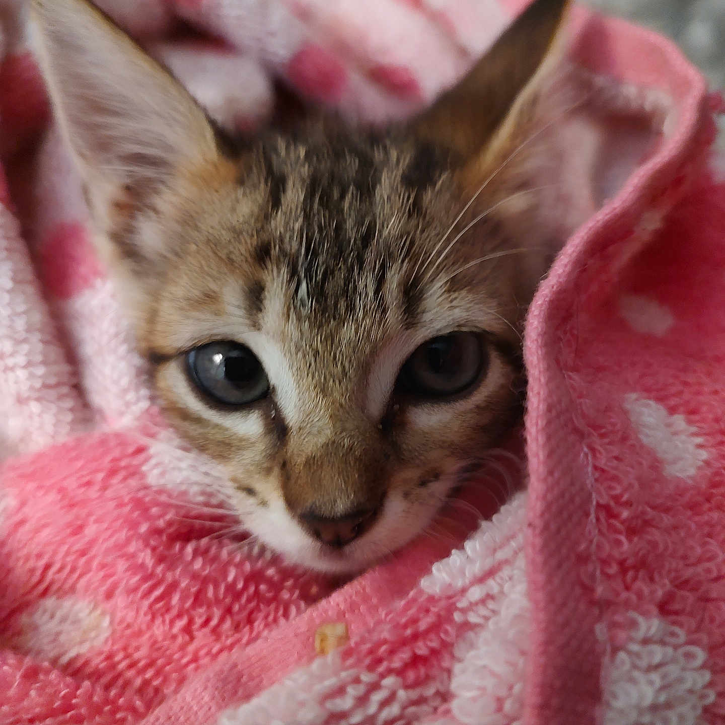 Tiggy The Tiger joined the competition — help win amazing prizes! animal, cat, close_up, cozy, cute, ears, eyes, face, fur, indoor, kitten, pet, pink, portrait, resting, snug, soft, texture, towel, young