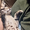 animal, cat, closeup, comfort, cozy, cute, domestic_animal, fur, indoor, nap, paw, pet, relaxed, resting, sleeping, soft, spotted, striped, tabby, whiskers