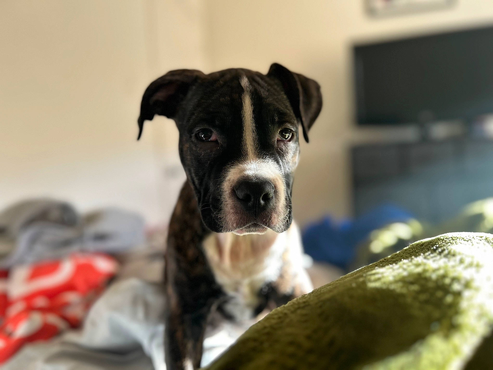 Apollo joined the competition — help win amazing prizes! ball, cable_television, canidae, carnivore, collar, comfort, companion_dog, computer_monitor, dog, dog_breed, fawn, home_appliance, pet_supply, snout, sporting_group, television, terrestrial_animal, toy_dog, whiskers, working_animal