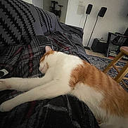 Phoenix is registered to the contest to win money with this photo: animal, blanket, calm, carpet, cat, cat_tree, comfort, couch, cozy, furniture, home_interior, indoor, living_room, orange_and_white, pets, relaxation, resting, sleeping, speakers, stool
