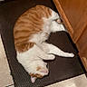 animal, cat, cozy, cute, domestic_animal, feline, floor_tile, fur, home, indoor, kitchen, mat, orange_cat, pet, quiet, relaxed, resting, sleeping, white_cat, wooden_cabinet