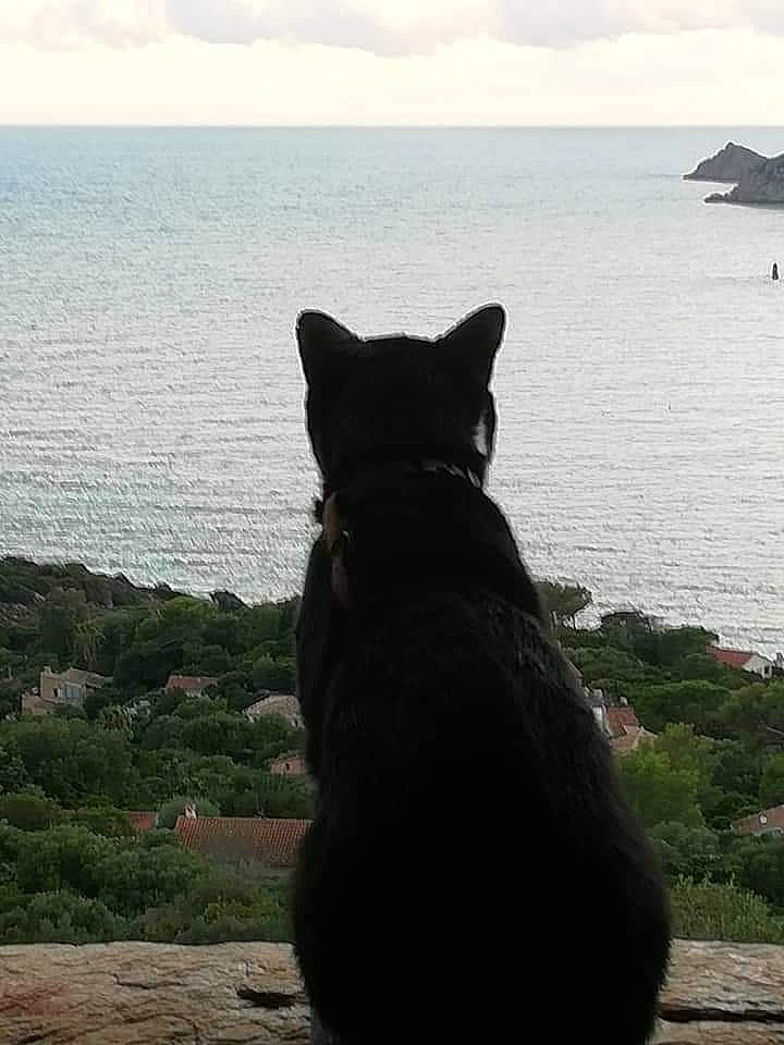 Nubis a rejoint le concours — aidez-le/la à gagner de superbes lots ! beach, carnivore, cat, cloud, dog_breed, felidae, grass, horizon, lake, plant, rock, sculpture, sky, small_to_medium_sized_cats, snout, tail, tree, water, whiskers, wood