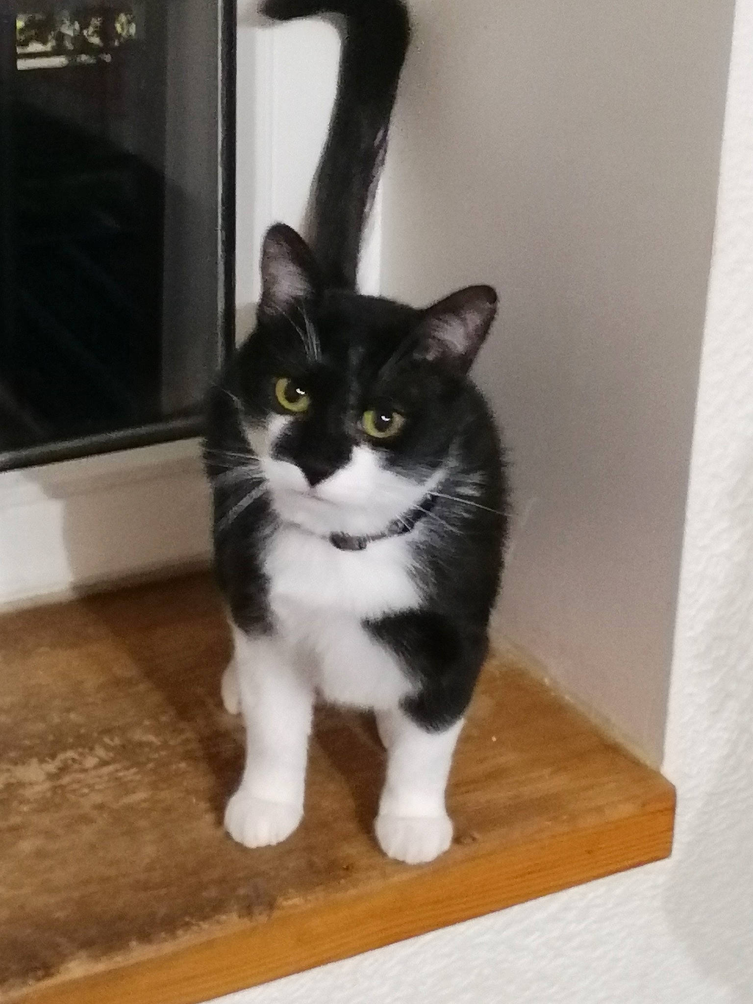 Prince a rejoint le concours — aidez-le/la à gagner de superbes lots ! box, carnivore, cat, domestic_short_haired_cat, felidae, floor, flooring, fur, grey, hardwood, paw, small_to_medium_sized_cats, snout, tail, whiskers, window, wood