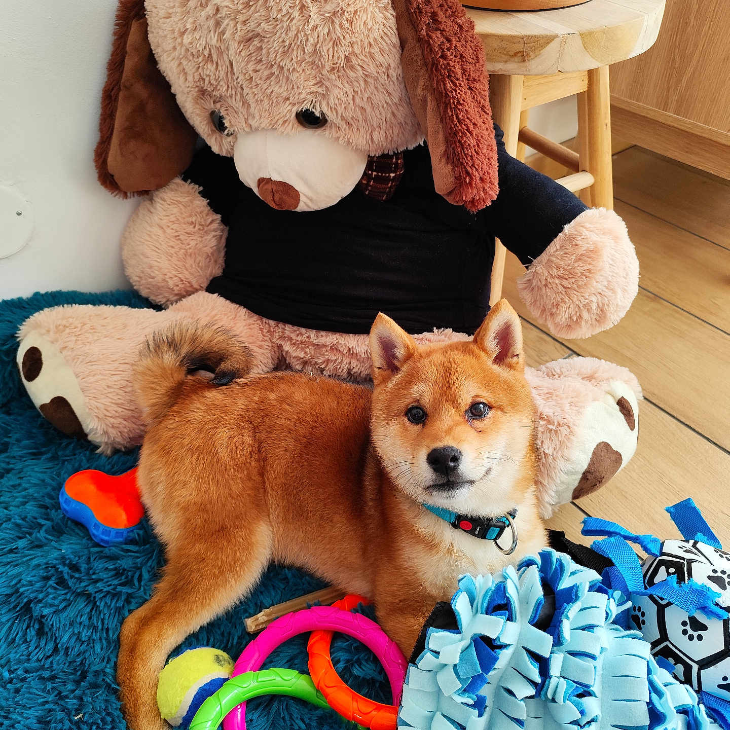 Willow a rejoint le concours — aidez-le/la à gagner de superbes lots ! animal, ball, canine, couch, dog, football, furniture, homedecor, indoors, interiordesign, pet, plush, puppy, soccer, soccerball, sport, teddybear, tennis, tennisball, toy