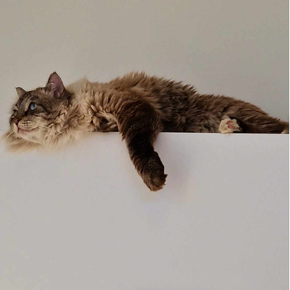 Othello participe au concours pour gagner de l'argent avec cette photo : animal, cabinet, cat, cute, domestic_animal, ears, feline, fluffy, fur, home, indoor, lounging, paw, pet, relaxed, resting, side_view, sleepy, whiskers, white