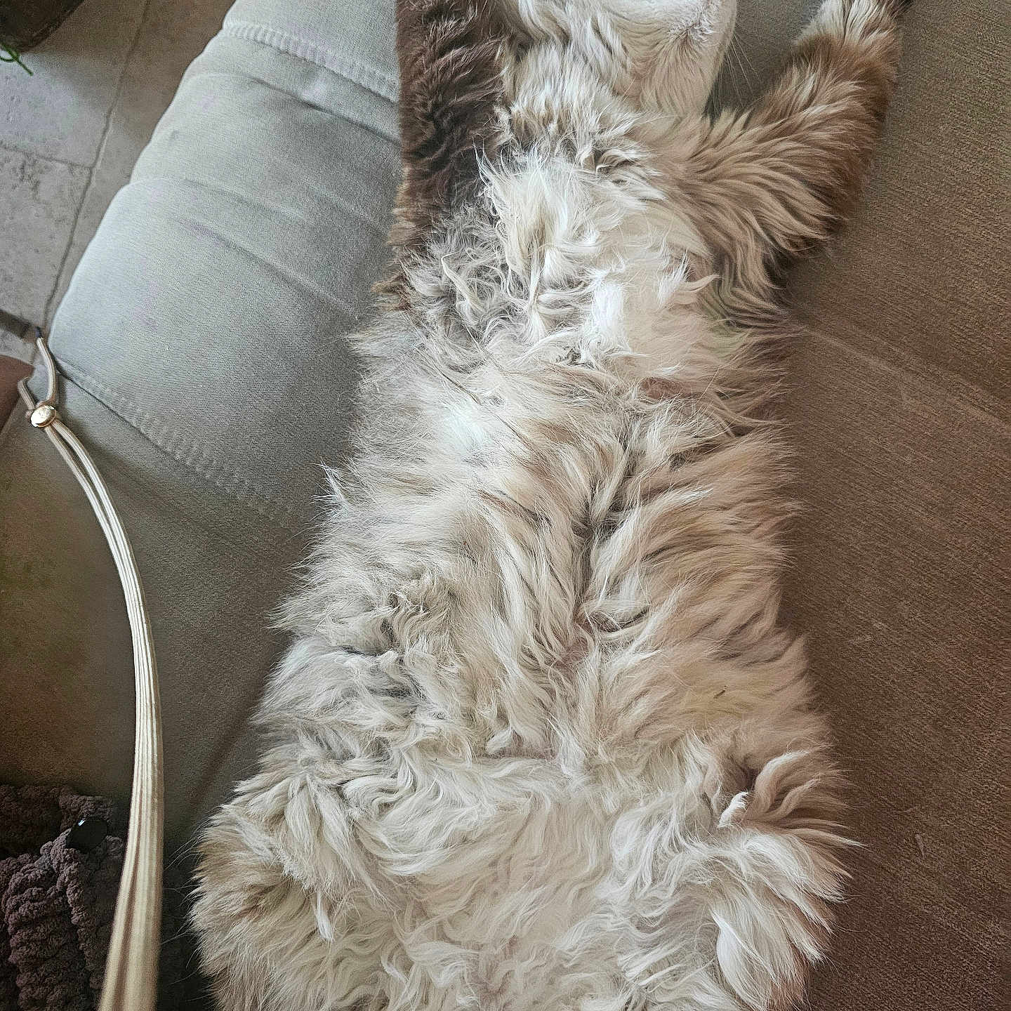 Othello a rejoint le concours — aidez-le/la à gagner de superbes lots ! cat, fluffy, relaxed, stretching, couch, indoor, pet, feline, fur, sleeping, cozy, whiskers, paw, home, animal, resting, cute, domestic, comfy, soft
