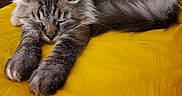 Othello participe au concours pour gagner de l'argent avec cette photo : cat, sleeping, fluffy, yellow_bedspread, indoor, pet, relaxing, feline, cozy, fur, paws, resting, animal, closeup, domestic_cat, home, cute, calm, soft, peaceful