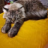 cat, sleeping, fluffy, yellow_bedspread, indoor, pet, relaxing, feline, cozy, fur, paws, resting, animal, closeup, domestic_cat, home, cute, calm, soft, peaceful
