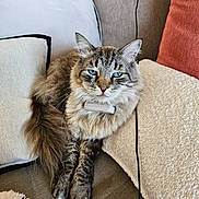 Othello a rejoint le concours — aidez-le/la à gagner de superbes lots ! cat, blue_eyes, fluffy, sofa, cushion, indoor, pet, feline, relaxed, cozy, tabby, long_hair, sitting, home, comfort, animal, whiskers, ears, fur, resting
