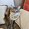 cat, blue_eyes, fluffy, sofa, cushion, indoor, pet, feline, relaxed, cozy, tabby, long_hair, sitting, home, comfort, animal, whiskers, ears, fur, resting