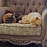 Othello a rejoint le concours — aidez-le/la à gagner de superbes lots ! cat, cats, sleeping, napping, feline, fluffy, armchair, vintage_furniture, ornate, cushion, patterned_cushion, indoor, cozy, resting, cute, pet, domestic_animal, companion, relaxation, two_cats