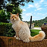 cat, fluffy, outdoor, chair, wicker, blue_eyes, grass, hammock, tree, sky, clouds, greenery, pet, animal, tail, feline, nature, sunny, relaxing, garden